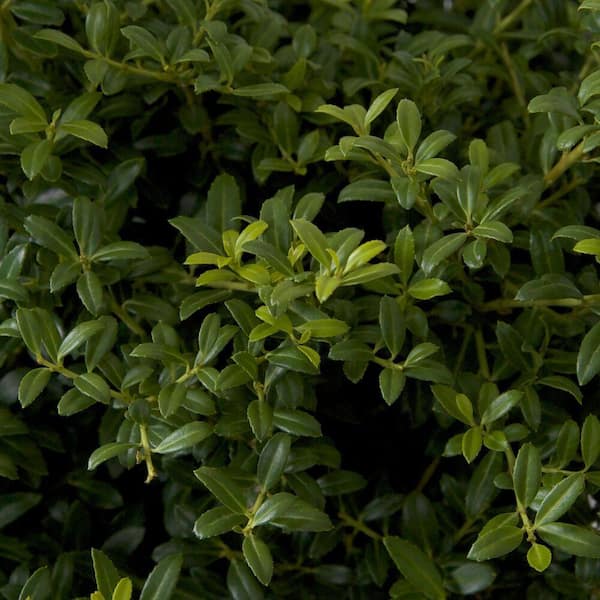2.5 Gal. Ilex Crenata Japanese Holly Soft Touch Shrub