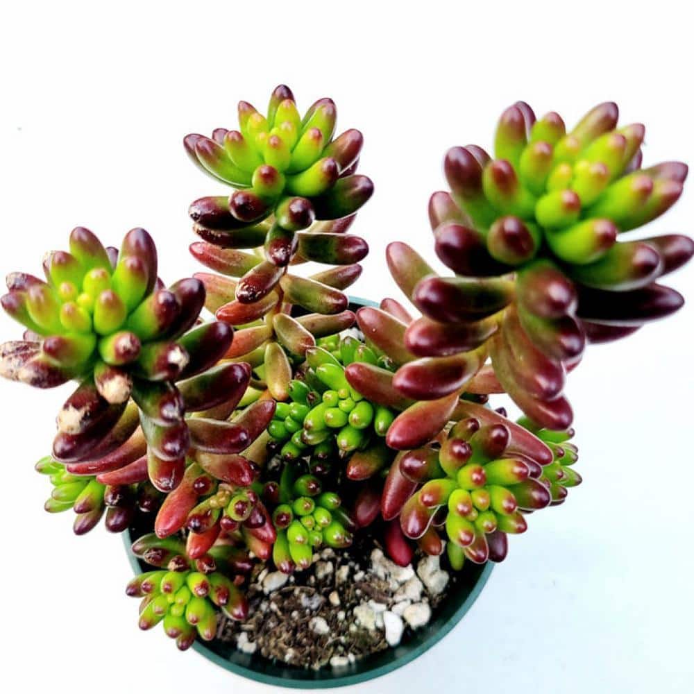 24 planter pot Terra Cotta Planter