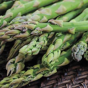 Jersey Supreme Medium Asparagus Live Bareroot Vegetable Plants (10-Pack)