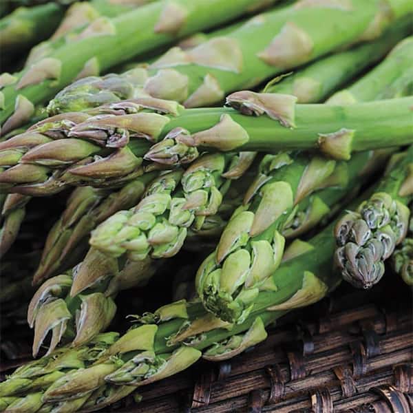 Gurney's Jersey Supreme Medium Asparagus Live Bareroot Vegetable Plants (10-Pack)