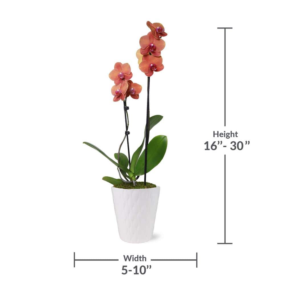 Salmon Orchid in White Ceramic Pot, 30-inch Indoor Plant