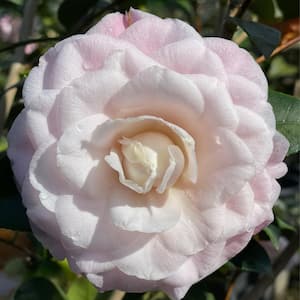 #5 container Nuccios Pearl Light-Pink Camellia Plant