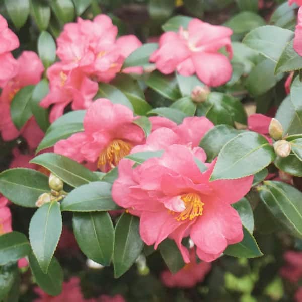 camellia pink national PLANT NETWORK 3 gal. Camellia Sasanqua Pink Icicle Shrub
