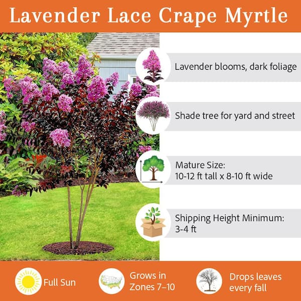 1 Gal. Lavender Lace Crape Myrtle Tree