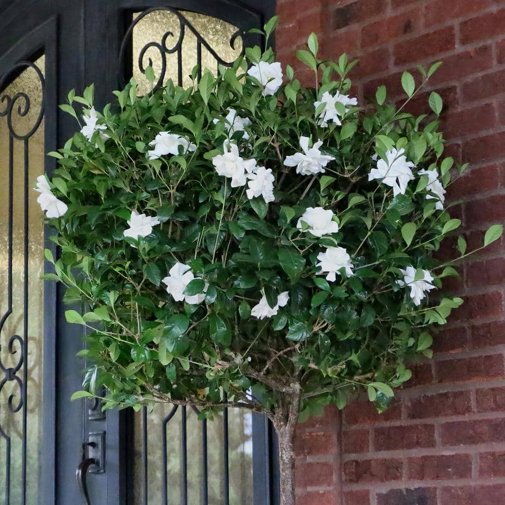 3 Gallon White Gardenia Aimee Evergreen Shrub