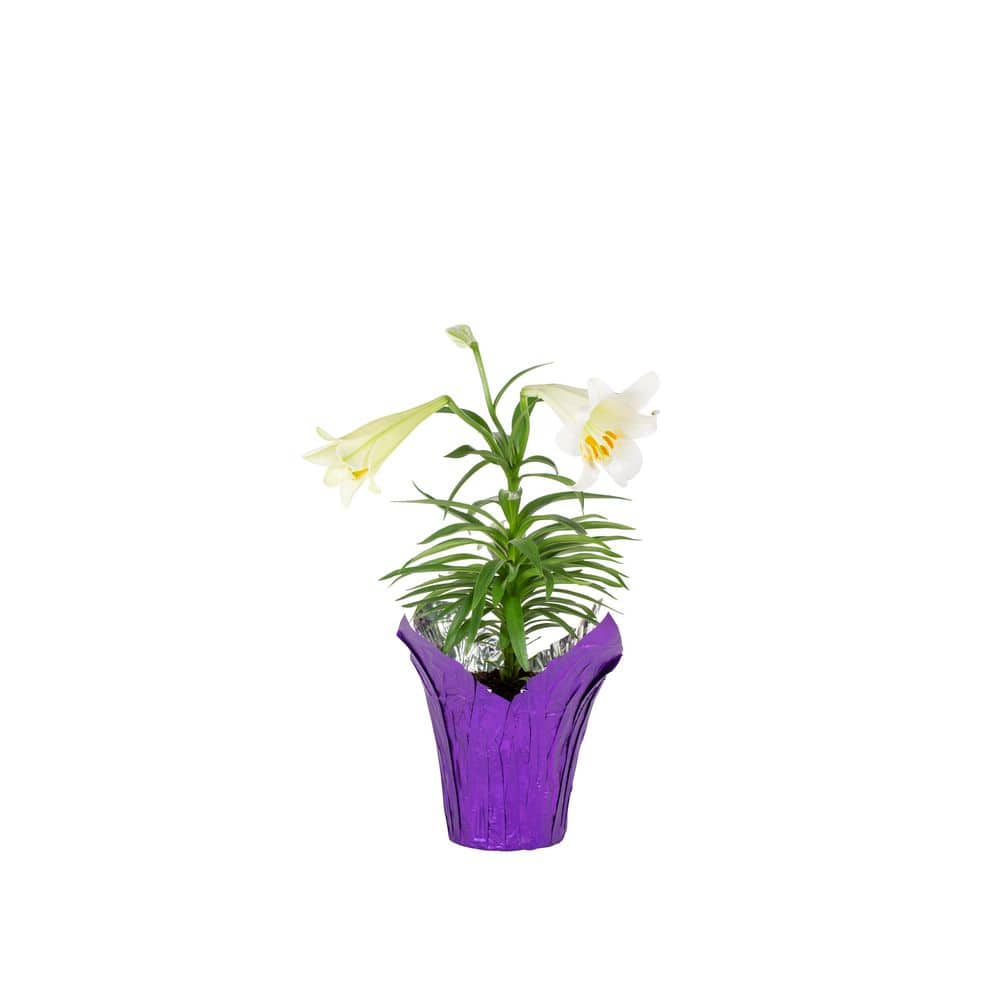 METROLINA GREENHOUSES 1.75 QT. Easter Liliy Annual Plant with