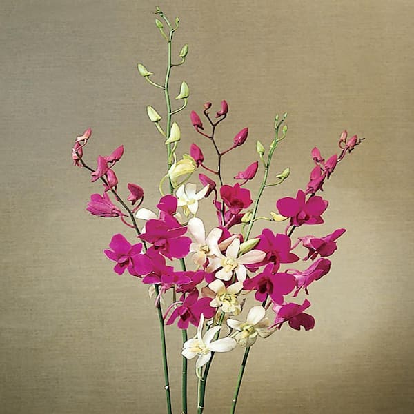 6 In. Assorted Color Upgrade Orchid In Ceramic Pot