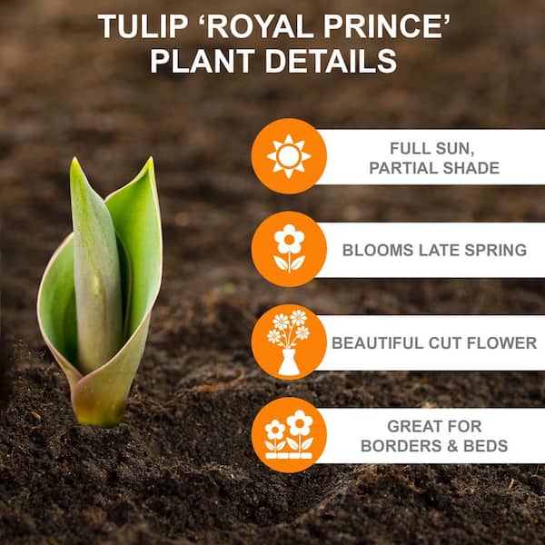 12/+ cm, Royal Prince Single Early Tulip Bulbs, Multi-Color (Bag of 100)