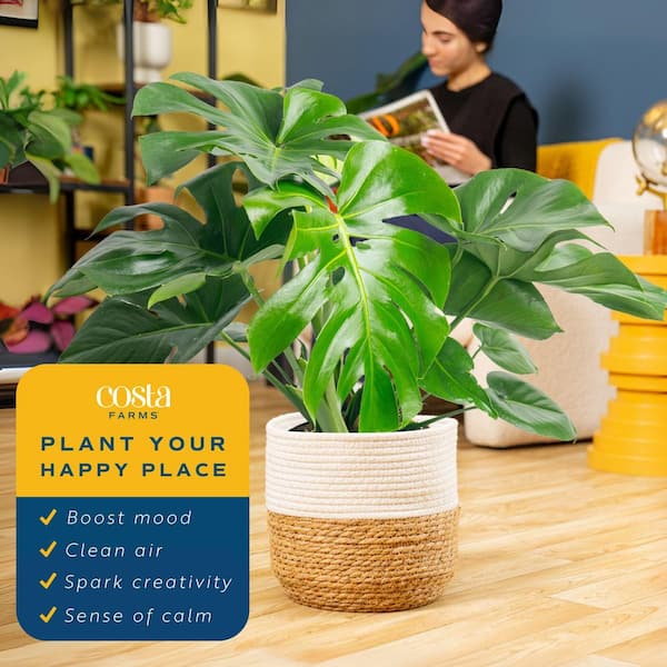 Costa Farms Philodendron Monstera Swiss Cheese Indoor Plant in 10