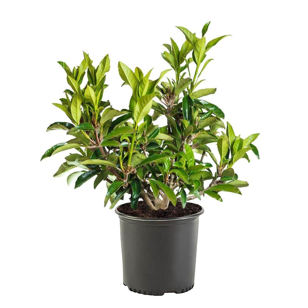 7 Gal. Chindo Viburnum Shrub with White Flowers