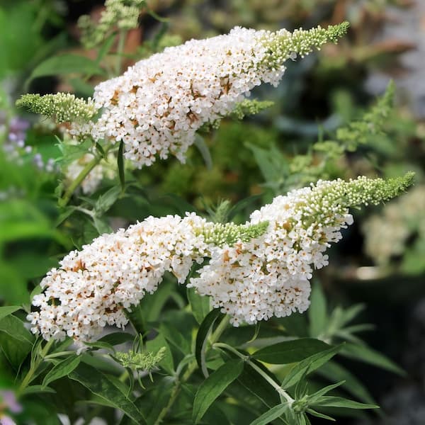 national PLANT NETWORK 4 in. Triple Treat Butterfly Bush Shrub