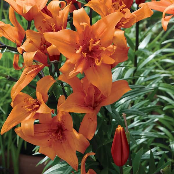 Vigoro 1.5 PT Lily 'Tiny Double You' Perennial Plant with Orange Flowers
