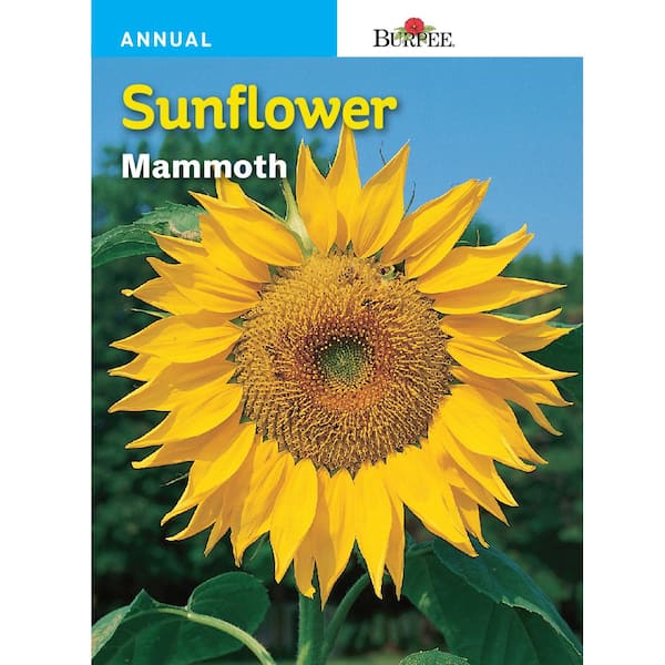 Burpee Sunflower Mammoth Seed