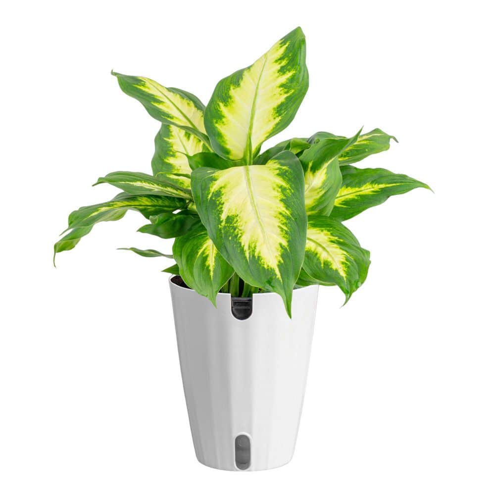 costa-farms-house-plants-co-