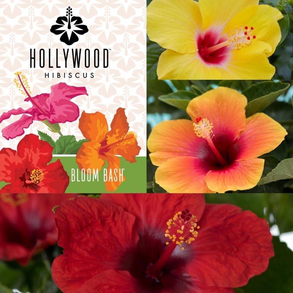 Brighter Blooms 3 Gal. Pink Flowering Hibiscus Tree HIB-PIN-34-3 - The Home  Depot