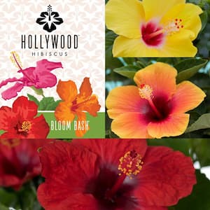 2 Gal. Hollywood Bloom Bash Multi-Colored Hibiscus Annual Plant