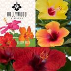 BATH &amp;BLOOM ハイビスカス ×2点 Bloom Bash Hollywood Hibiscus for Sale | BrighterBlooms.com