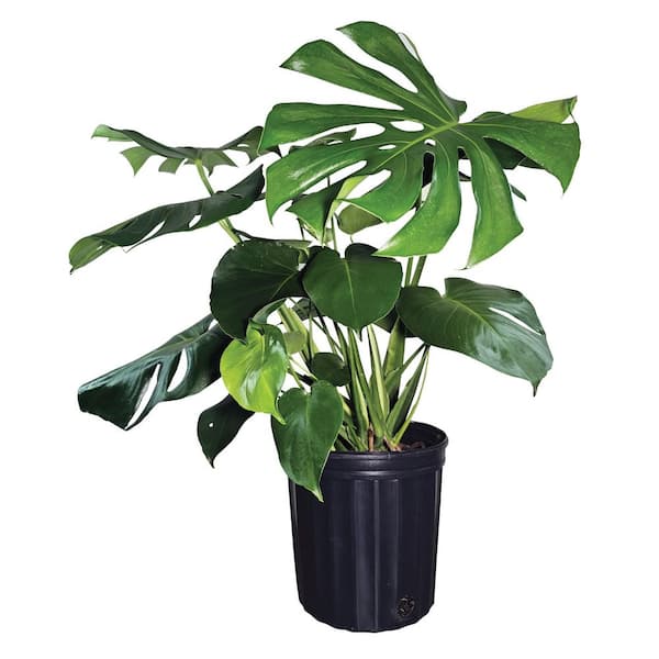 NATURE'S WAY FARMS 1.72 Gal. Monstera Swiss Cheese Indoor Tropical