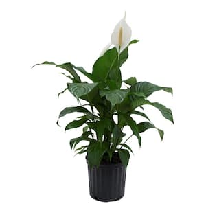 Spathiphyllum Sweet Pablo Indoor Peace Lily in 9.25 in. Grower Pot, Avg. Shipping Height 2-3 ft. Tall
