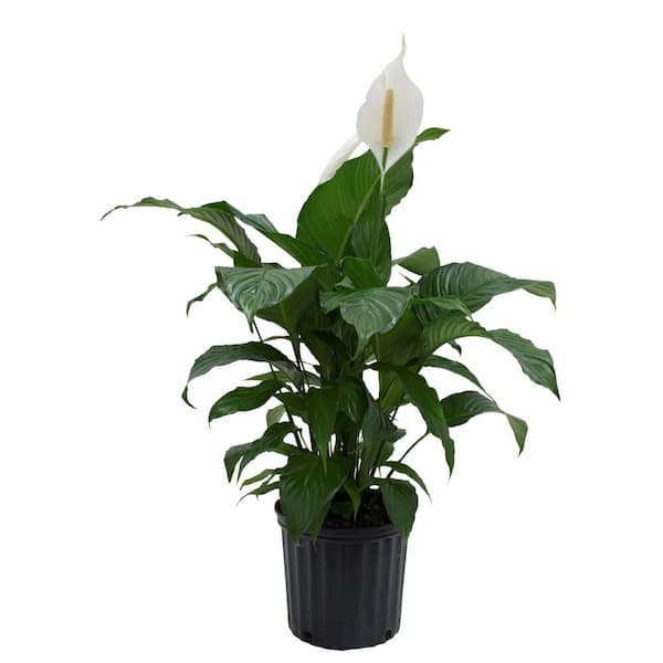 Costa Farms Spathiphyllum Sweet Pablo Indoor Peace Lily in 9.25 in. Grower Pot, Avg. Shipping Height 2-3 ft. Tall