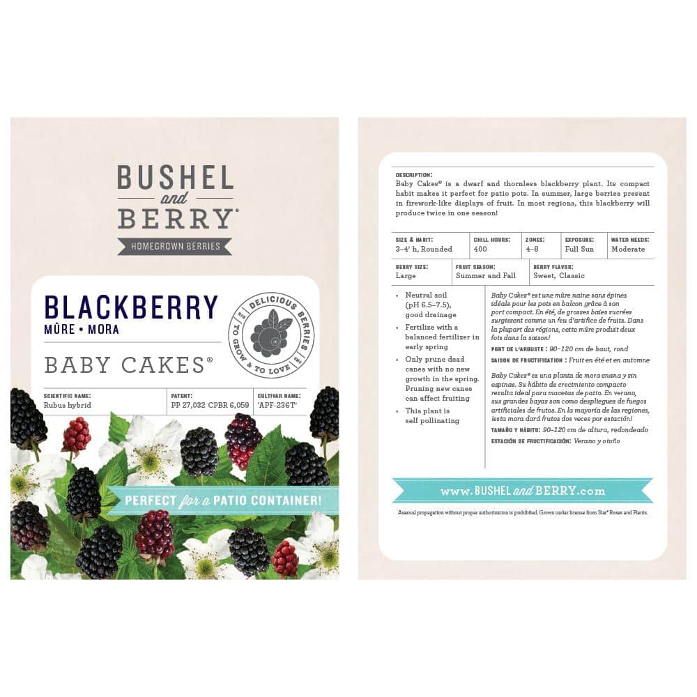 33-Inch Packaged Dwarf Thornless Blackberry Plant for Full Sun