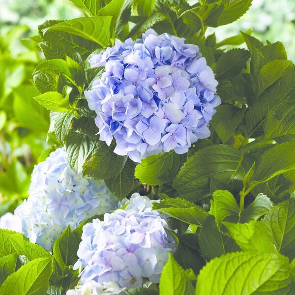 GARDENER'S CONFIDENCE 2 Gal. Echo Mini Penny Hydrangea Plant Live Shrub,  Blue and Pink Reblooming Flowers 11197 - The Home Depot