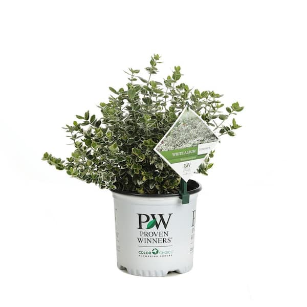BELL NURSERY 1 Gal. Golden Euonymus Live Shrub