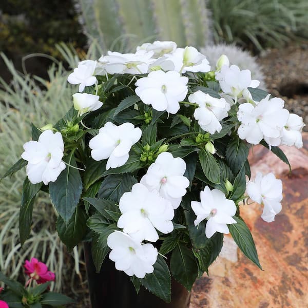 ALTMAN PLANTS White Impatiens Outdoor Garden Annual Plant in 2.5