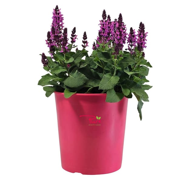 lilas plant Lilas Rose Plant