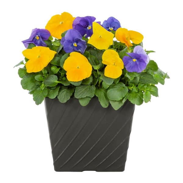 METROLINA GREENHOUSES 1 Gal. Pansy Blue and Yellow in Decorative Planter Annual Plant (1-Pack)