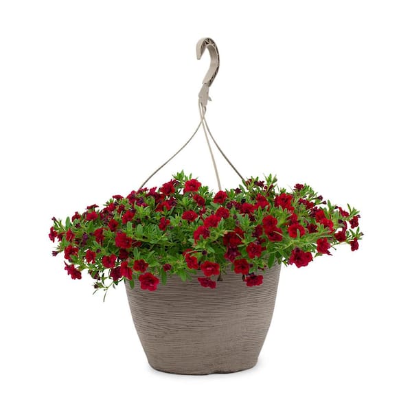 Vigoro 1.8 Gal. Calibrachoa Mini Red in 11 in. Hanging Basket