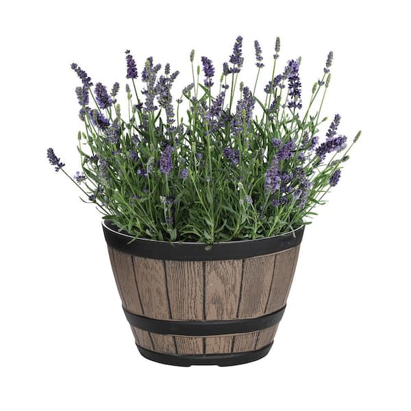 METROLINA GREENHOUSES 1 Gal. English Lavender Layla Blue in Decorative Planter Perennial Plant (1-Pack)
