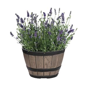 1 Gal. English Lavender Layla Blue in Decorative Planter Perennial Plant (1-Pack)
