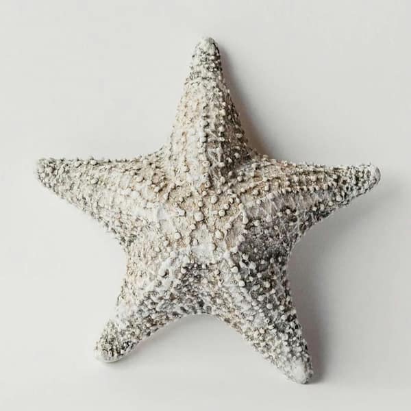 House Parts Shell: Caribbean Starfish
