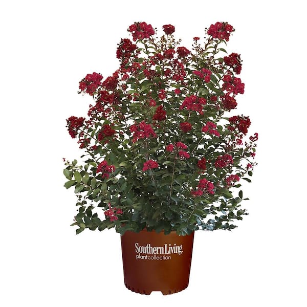 SOUTHERN LIVING 5 Gal. Colorama Scarlet Crape Myrtle Tree with Bright ...