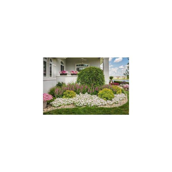 PROVEN WINNERS 4.25 in. Eco+Grande, Angelface Perfectly Pink