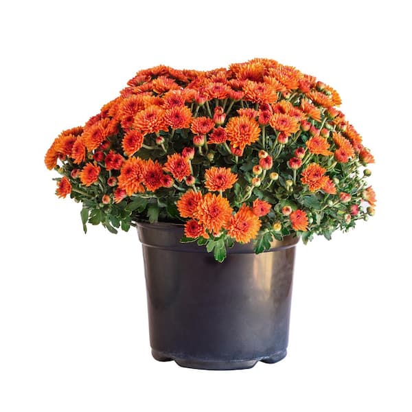 Online Orchards 2 Gal. Autumn Flowering Orange Chrysanthemum