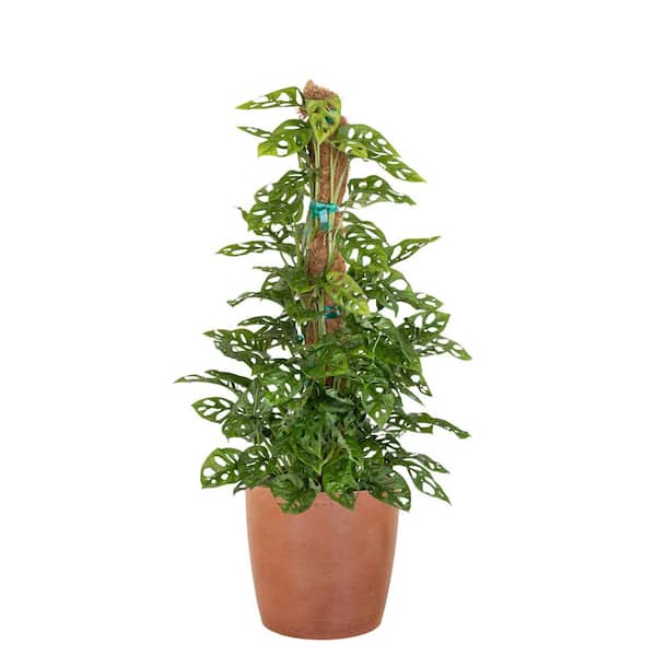 United Nursery Monstera Adansonii Totem Swiss Cheese Vine Indoor Outdoor in 10 inch Premium Sustainable Terracotta Pot