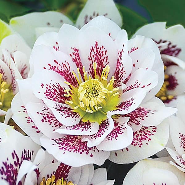 DIRECT GARDENING Confetti Cake White and Red Flowering Lenten Rose Hellebore Perennial Starter Plant (1-Pack)