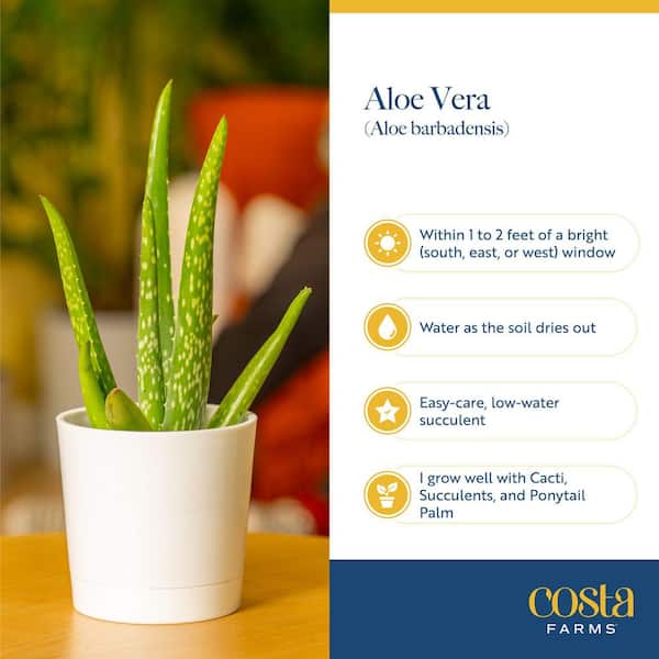black aloe vera plant General Eclectic | Black Gem Aloe Vera Plant main image 0