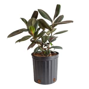 Burgundy Rubber Indoor Plant in 8.75 in. Grower Pot, Avg. Shipping Height 2-3 ft. Tall