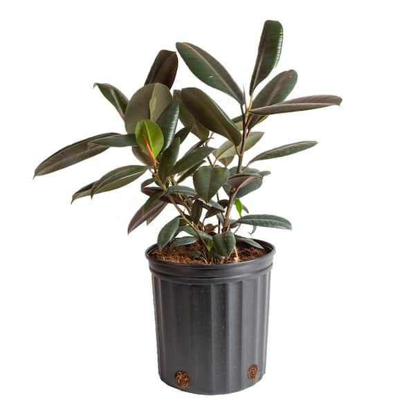 Costa Farms Burgundy Rubber Indoor Plant in 8.75 in. Grower Pot, Avg. Shipping Height 2-3 ft. Tall