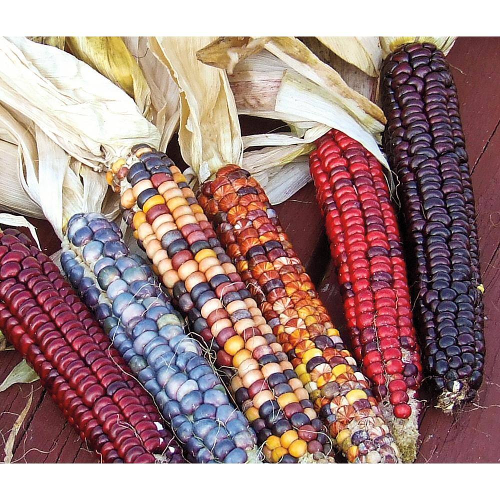 Ornamental Corn Painted Mountain (50 Seed Packet) price history on PriceWatchPro