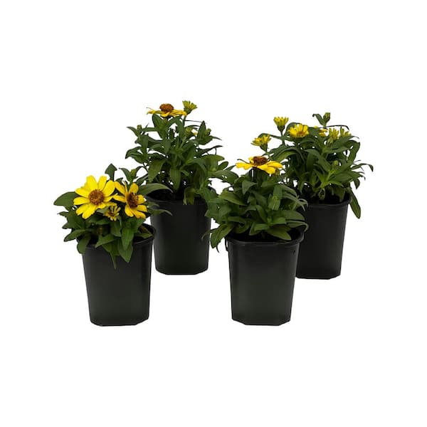 1.38 Pt Zinna Profusion Yellowin Grower's Pot (4-Pack)