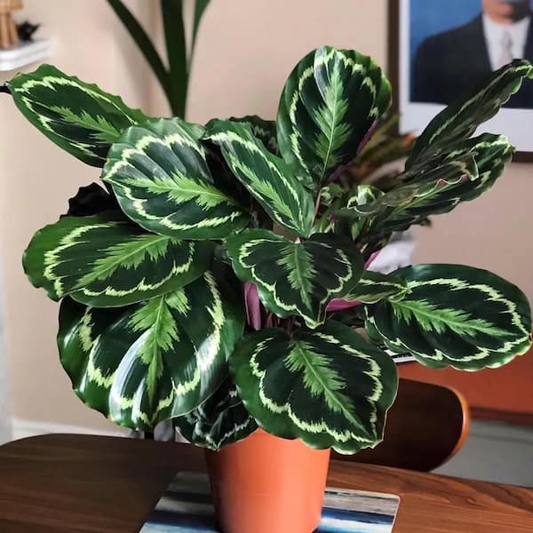 Altman Plants Rose-Painted Pet Friendly Calathea Medallion Indoor Houseplant in 6 in. Grower Pot
