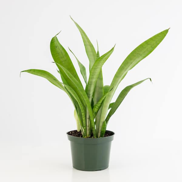 national PLANT NETWORK 6 in. Snake Plant Moonshine Sansaveria Plant in Grower Pot