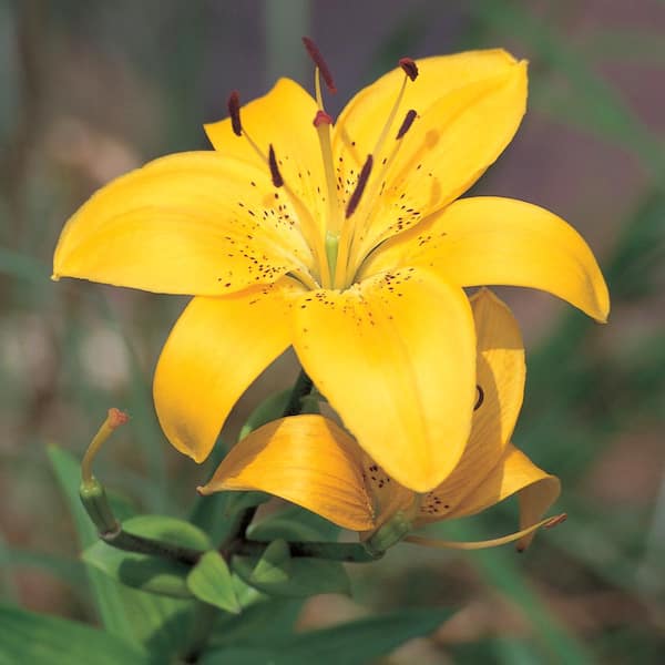 Yellow Lily Lustre Dust — CaljavaOnline