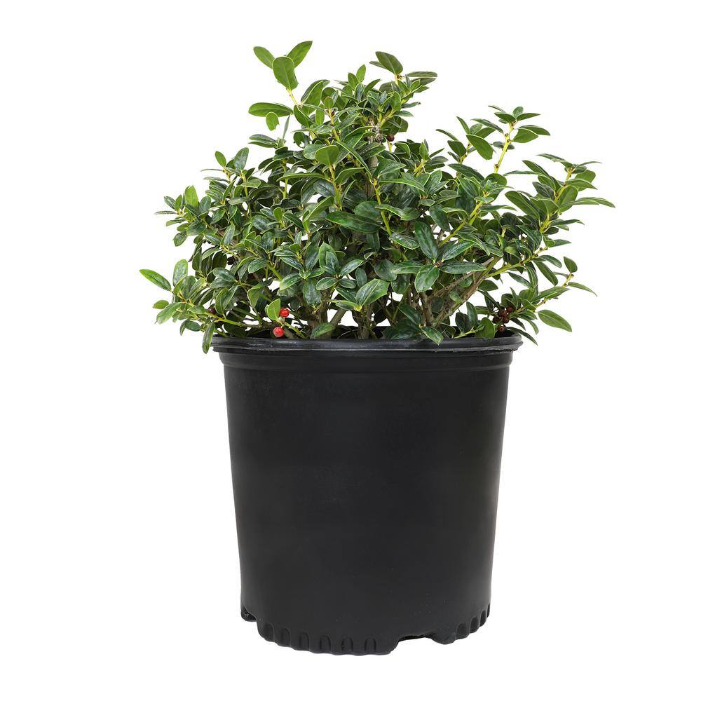 ALTMAN PLANTS 3G Burford Holly Shrub (ILEX CORNUTA BURFORDII NANA ...