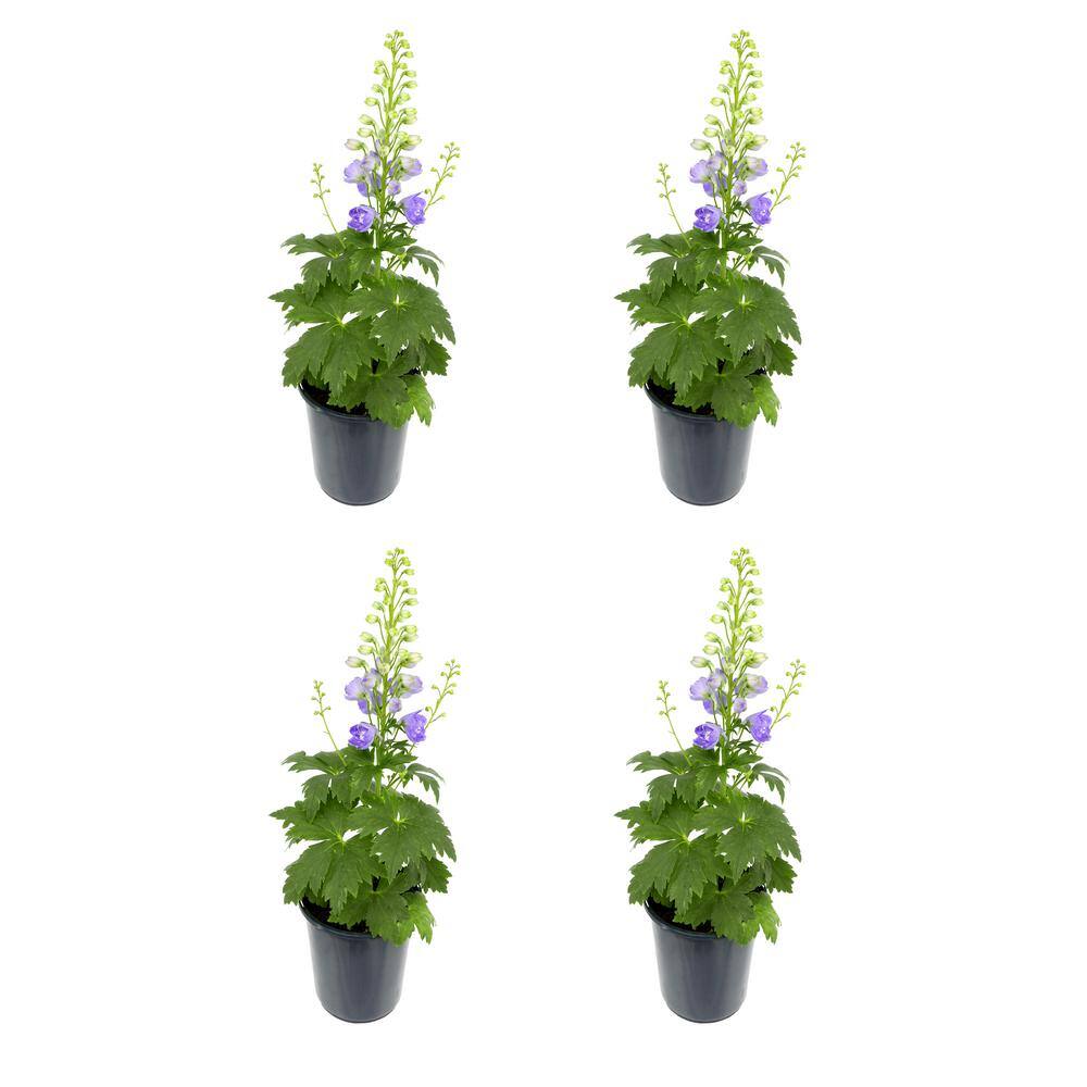 Perennial Delphinium Purple 2.5 qt. (4-Pack)