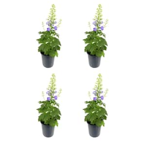 Perennial Delphinium Purple 2.5 qt. (4-Pack)